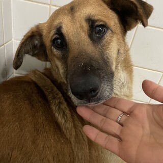 保健所収容　1週間の期限　殺処分対象です！