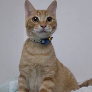 茶トラ＆キジトラ☆仲良し兄弟