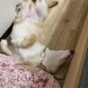 新しい家族が見つかりました。ありがとうございました サムネイル3