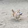 新しい家族が見つかりました。ありがとうございました サムネイル4