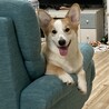 新しい家族が見つかりました。ありがとうございました サムネイル6