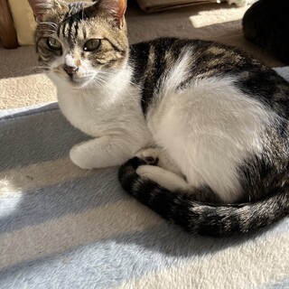 撫でてあげると舌が出ちゃうフワフワ女子♪２〜３歳