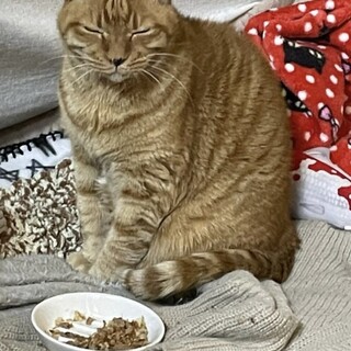 やさしさでできている猫♪春吉