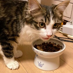 わんにゃん譲渡会