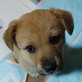 生後2か月 中～大型犬仔犬 女の子