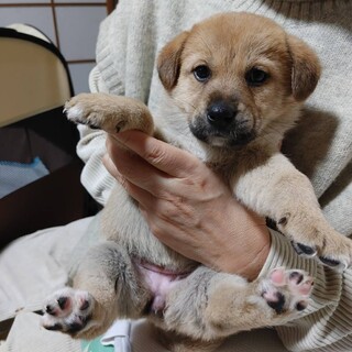 大型犬仔犬　女の子