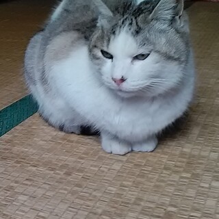 美人さんのおとな猫★ゆきちゃん★メス