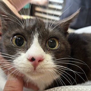 里親決定。メーテルちゃん