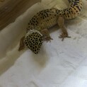 ヒョウモントカゲモドキ