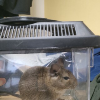 デグーアグーチ♀