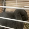 耳のたれたウサギさん サムネイル2
