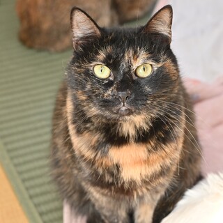 サビねこのオオタムちゃん！