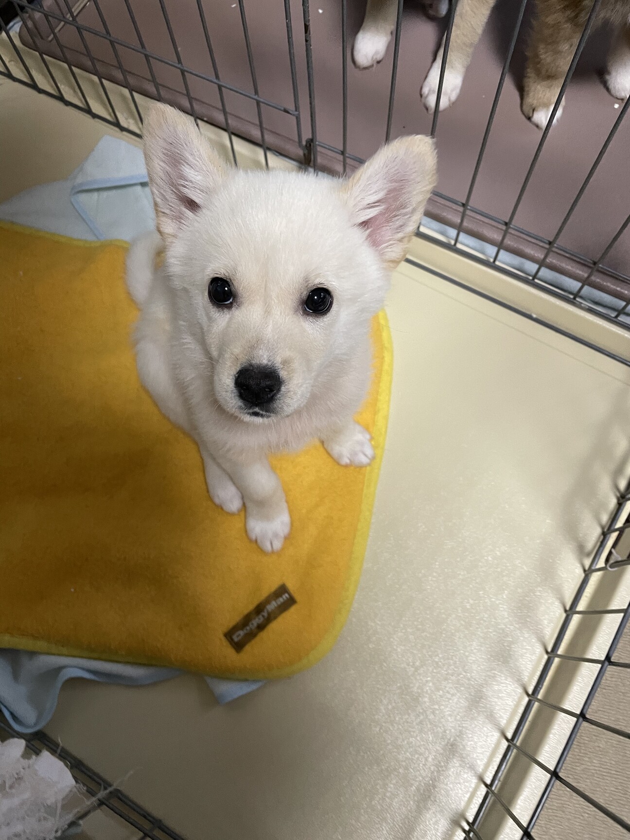 ラウラ　フューメの犬の王子様 王林（雑種・2ヶ月・メス）」神奈川県 - 犬の里親募集(449845