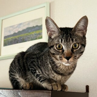 ずっとのおうち大募集！バード君！