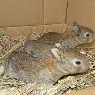 ﾈｻﾞｰﾗﾝﾄﾞﾄﾞﾜｰﾌの仔ｳｻｷﾞの里親様募集