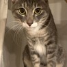 賢く活発。そしてと〜っても甘えん坊。純之助 サムネイル4