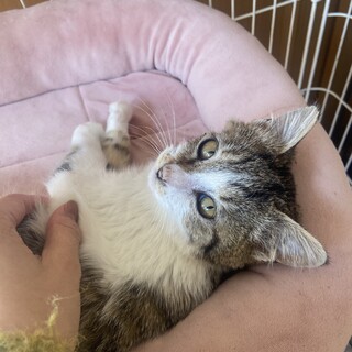 逆転猫生！これからは幸せに