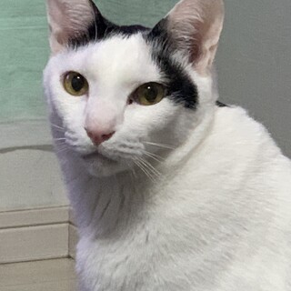 今年で４歳　遊ぶの大好きチロくん