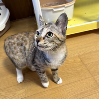 トライアル決定！グレースちゃん♡