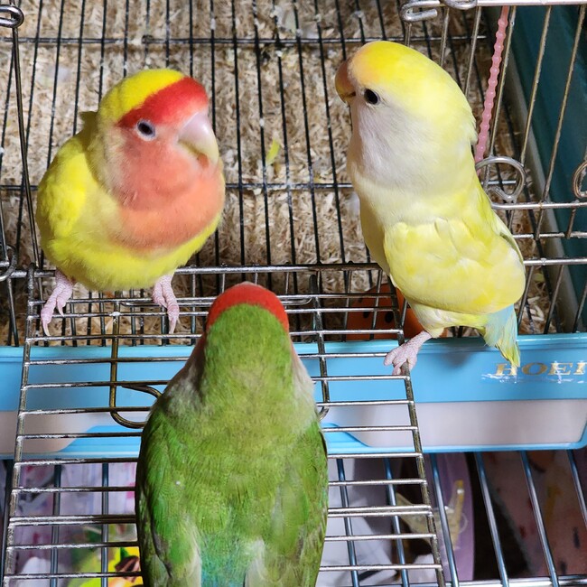 つぐあやパパのカバー写真