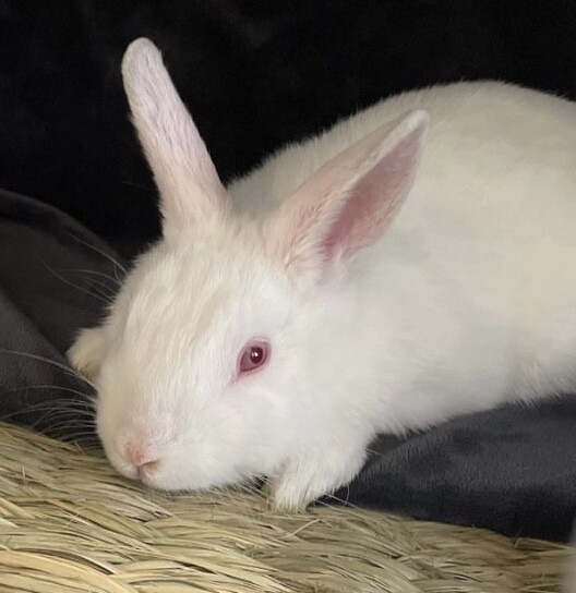 師走っこ二世【イエちゃん】おっとり穏やかさん♪ サムネイル2