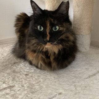 小柄で長毛 ツンデレなハナちゃん