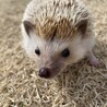 ゆざん