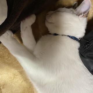 面白くてかわいい、ヅラ猫わかめ君