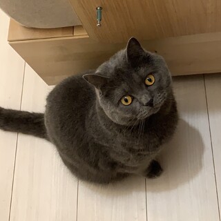 ブリティッシュショートヘア　3歳