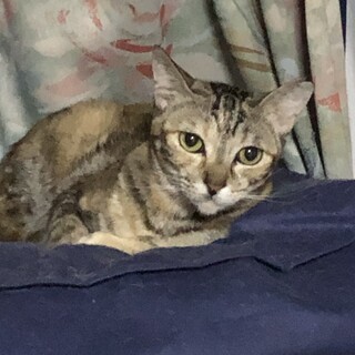 お顔はスフィンクス♡体はアメショ柄