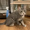 賢く活発。そしてと〜っても甘えん坊。純之助 サムネイル6
