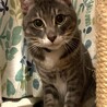 賢く活発。そしてと〜っても甘えん坊。純之助 サムネイル7