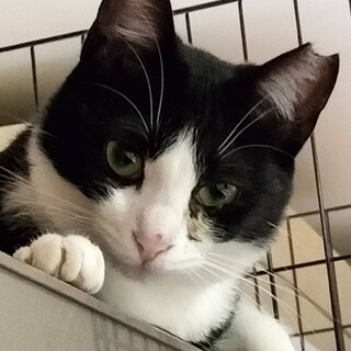 つぶらな瞳 ハチワレねねちゃん