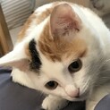 背中にハート＊人にくっつきたがり三毛猫＊兄弟あり