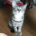 甘え上手､好奇心旺盛きれいなサバ猫＊兄弟あり