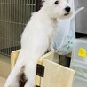 食道拡張症のウエスティ5ヶ月 サムネイル2