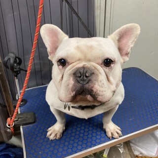 繁殖犬引退の為、里親募集します。