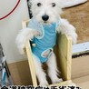 食道拡張症のウエスティ5ヶ月 サムネイル3