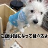 食道拡張症のウエスティ5ヶ月 サムネイル4