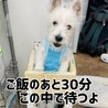 食道拡張症のウエスティ5ヶ月 サムネイル5