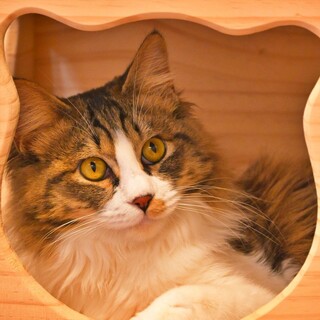 長毛さんでゴージャス！シャイな男の子