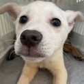 素敵なご縁がありました可愛らしいおチビちゃん