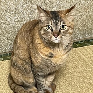人懐こい雑種猫　応募停止中