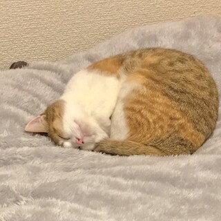 ちいさな茶白の女の子です！推定8〜9ヶ月