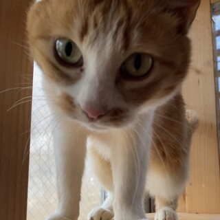 とってもゴロにゃん♡チャミちゃん♬