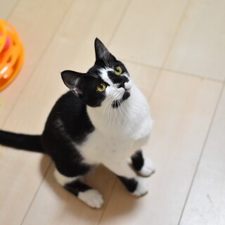 子供が抱っこしても大丈夫、グラタン