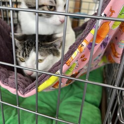 「譲渡会へ参加してきました！」サムネイル2