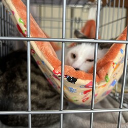 「譲渡会へ参加してきました！」サムネイル3