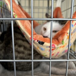 保護猫譲渡会 サムネイル2