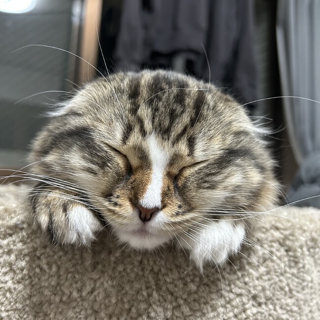 かにかま。のカバー写真